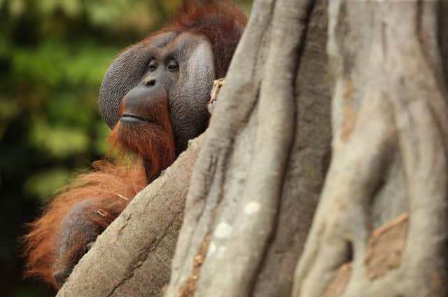 Orangutans are in danger of extinction warns a reader. See letter