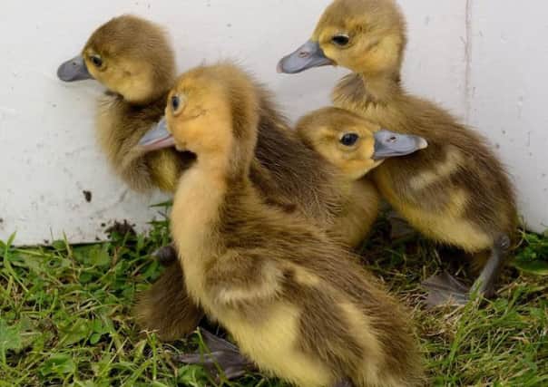 Spur-winged goose goslings have hatched at WWT Martin Mere Wetland Centre
