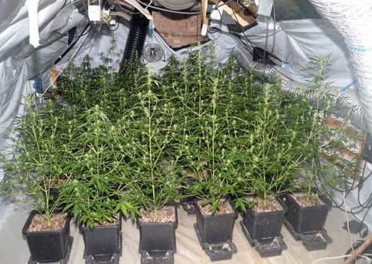 Cannabis farm found at found at Stuart Snape's home on Hern Avenue, Lostock Hall.