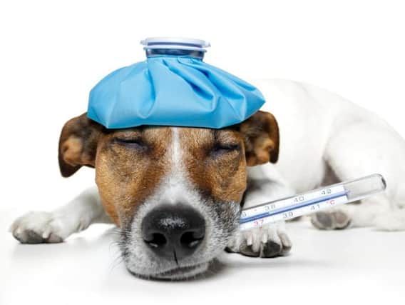 Is your dog telling you he is ill?