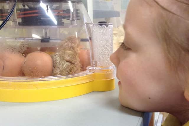 Watching chicken eggs hatch is all part of the science curriculum - set to get a boost if a bid by the PTFA at Higher Walton Primary school  is successful