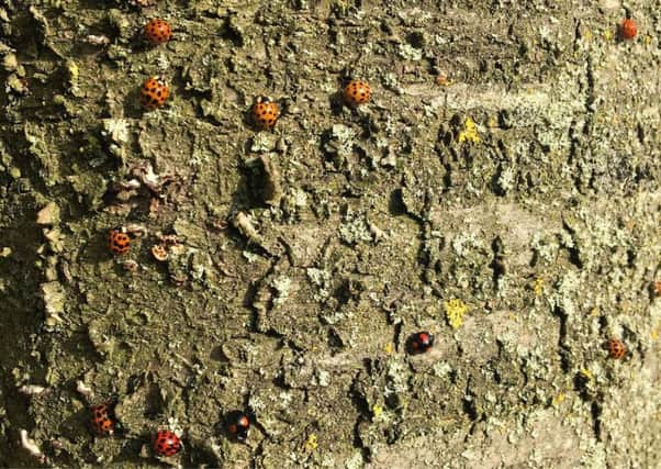 Deadly Harlequin ladybirds mingle with native species on a tree at Preston Golf Club
