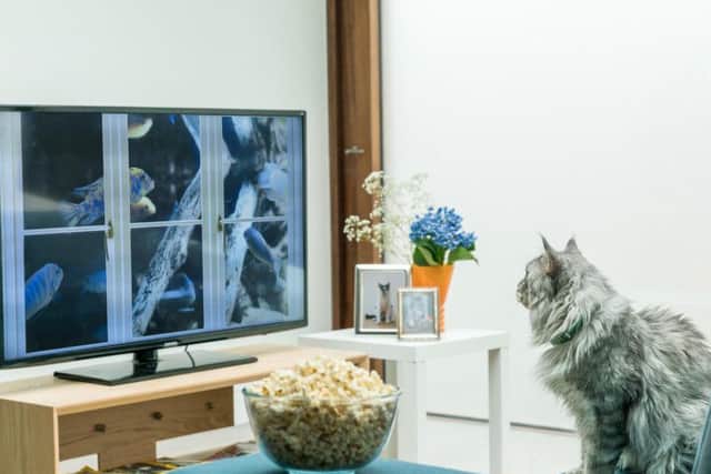 Peer Window Film for Cats