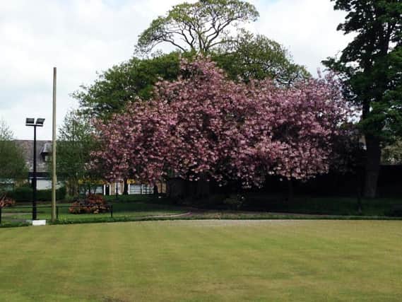 Cherry tree outside Longridge Sports and Social Club