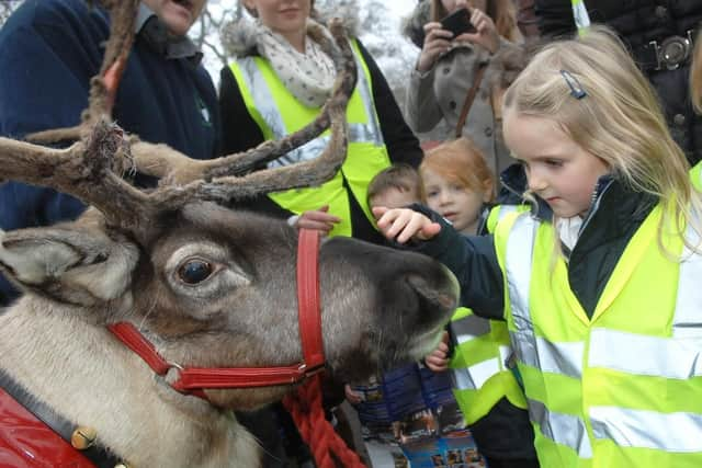 Reindeer visit