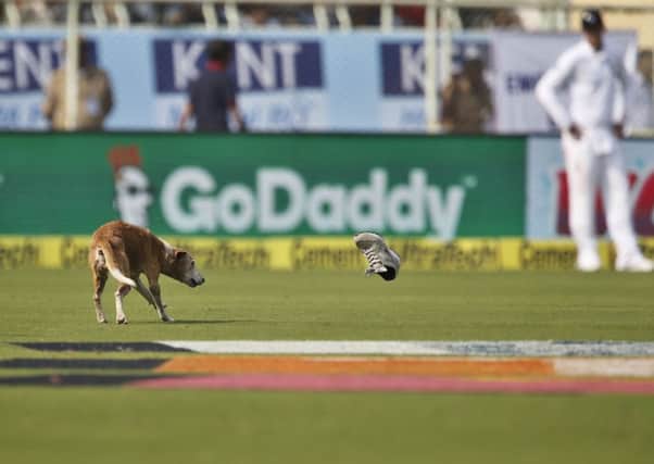 The dog that stopped play dodges a flying boot