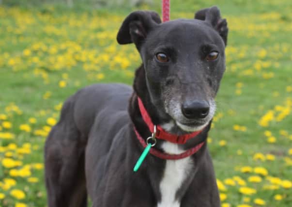 Redley is looking for a new home on Black Friday through Retired Greyhound Trust