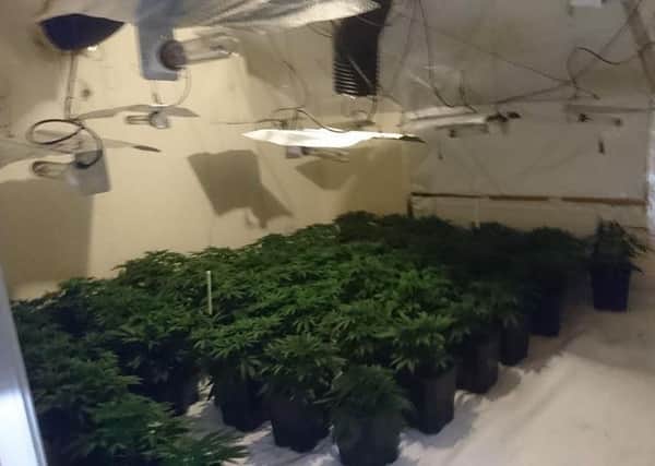Police seized cannabis plants from an address in Lancaster. Photo: Lancashire Police.