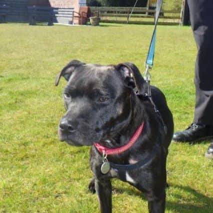 Two Staffordshire Bull Terriers Prince (pictured after RSPCA care) and Rosie were left in an abandoned flat in Blackpool.