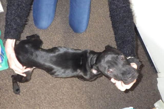 Two Staffordshire Bull Terriers Prince (pictured at flat) and Rosie were left in an abandoned flat in Blackpool.