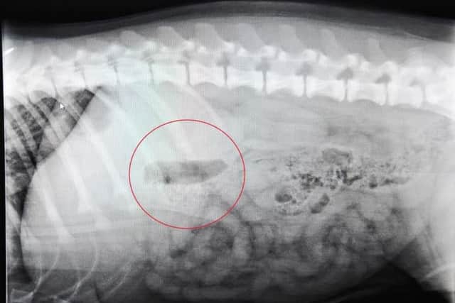 The x-ray showing the squeaker inside Jack's stomach