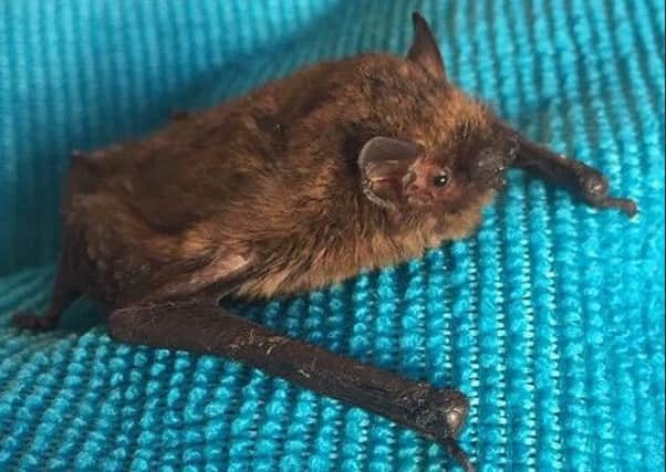 The pipistrelle bat is in recovery