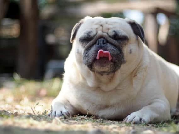An estimated one in three dogs are overweight or obese
