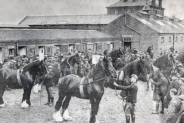Shire horses for sale at Preston Cattle Market in the 1930s
