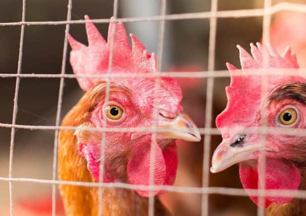 Bird flu has been confirmed in a handful of chickens and ducks