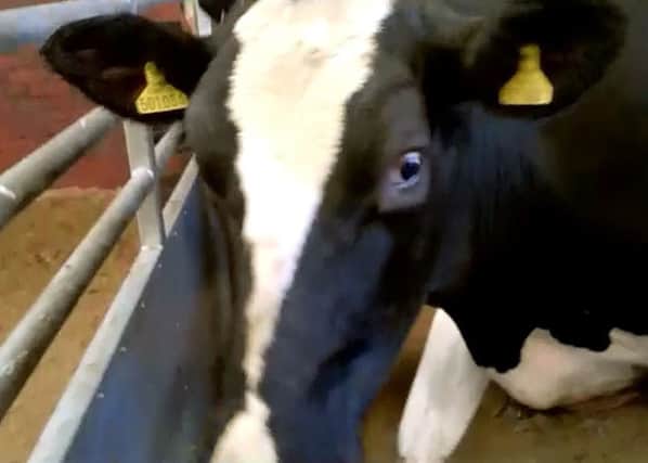 Cows at Dunbia abbatoir in Church Road. Bamber Bridge, were found to be limping in pain. Still from a video shown to Preston Magistrates Court where two people were fined for failing to ensure the animals were fit for transport