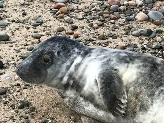 Roger the seal was found on Fleetwood beach