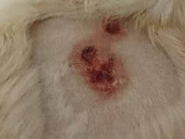 Girling & Bowditch Vets issued the following images of Alabama Rot