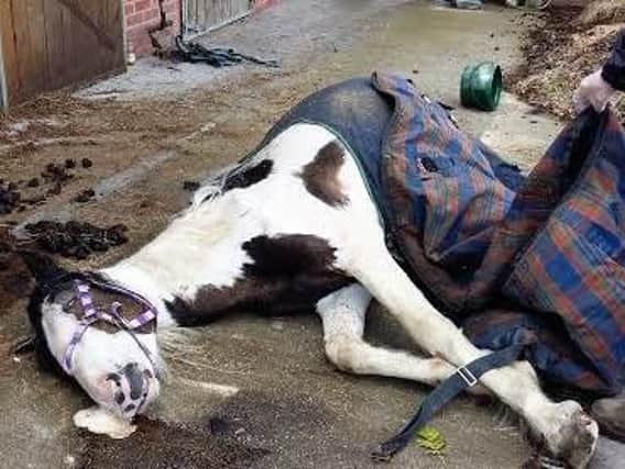 Malnourished cob horse Harry, three, collapsed and had to be put to sleep
