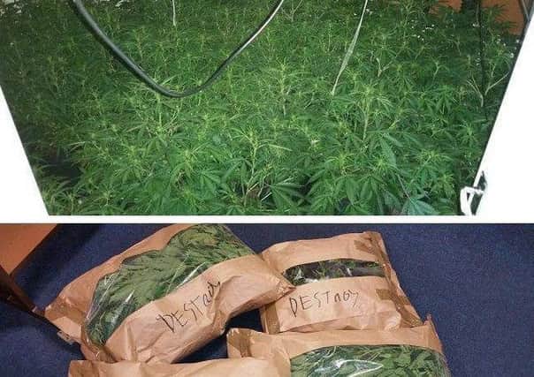Over 350 cannabis plants have been seized in a police raid in Coppull