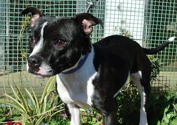 Staffordshire Bull Terrier Daisy, who was cared for at Animal Care in Lancaster after she was used as bait in dog fighting