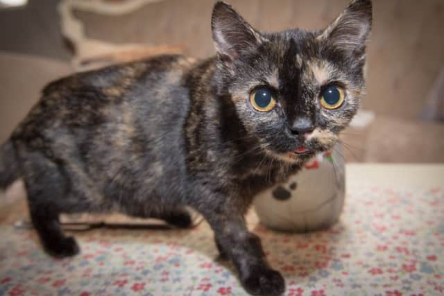 Julie Tattler of Noah's Ark Rescue and Sanctuary in Tarleton is appealing to TV's supervet on behalf of her rescue kitten Betty.
Betty can't open her mouth properly - she has had four operations to "tear the skin", but skin keeps growing back and Julie says the TV supervet is her last hope. The Sanctuary has set up an appeal for Betty, who has to have physio every hour.