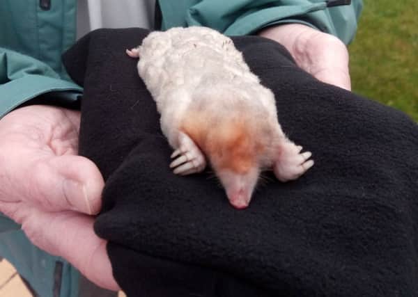 The rare white mole Gordon Tarney caught at Capernwray.