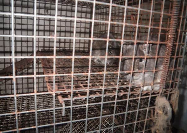 Surviving degus found at Grasmere Road. John Gosnell, 72, has received a lifetime ban on keeping animals. Picture from RSPCA