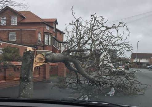 Tree down in Lytham during Storm Doris