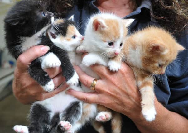 Kittens at Preston's RSPCA