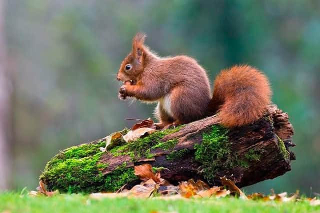 Just 10 years ago, the red squirrel was a common sight in North-West woodlands,
parks and gardens.