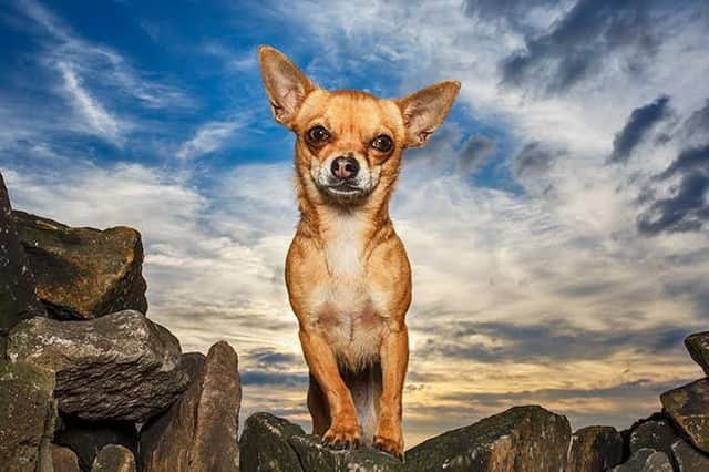 Chihuahua Poppy. Picture credit: CatsDog Photography