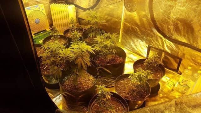 Police found cannabis plants at a property in Bambers Lane