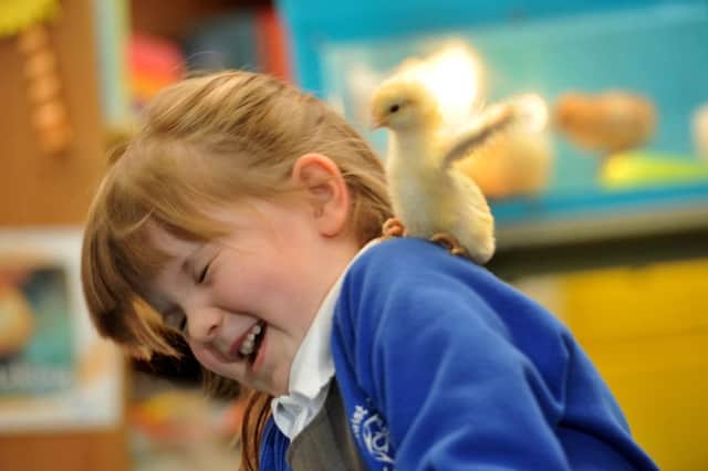 Lyra makes friends with one of the chicks. Photo by Neil Cross.