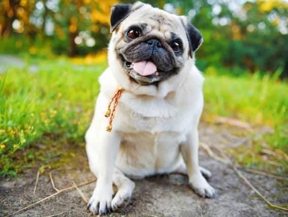 Pugs are top social media dogs