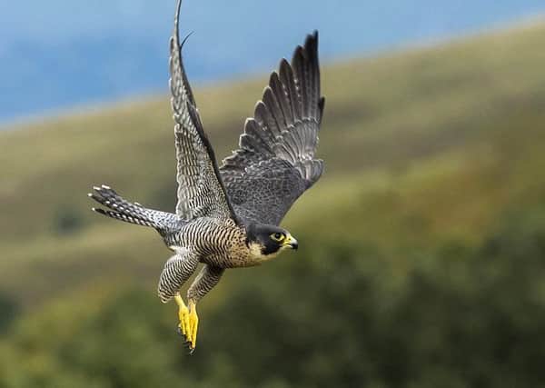 A peregrine falcon in flight
