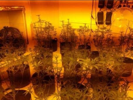 The cannabis factory uncovered by police in Haysworth Street