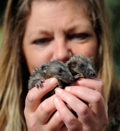 Janette Jones with a pair of rescued Hoglets. Picture by Paul Heyes