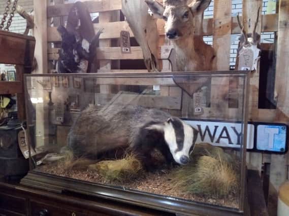 taxidermy badger from the GB Antique Centre in Lancaster