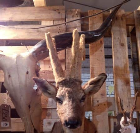 taxidermy GB antiques centre Lancaster Leisure Park