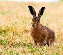The elusive brown hare?