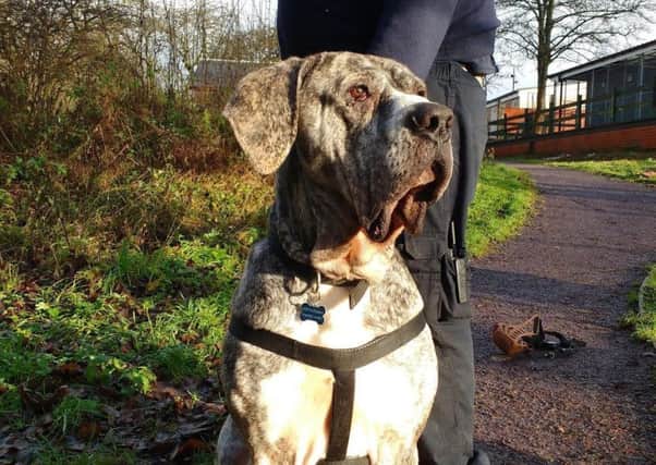 Charles the mastiff cross is looking for a new home. He was rescued from a bad home by the RSPCA in Preston.