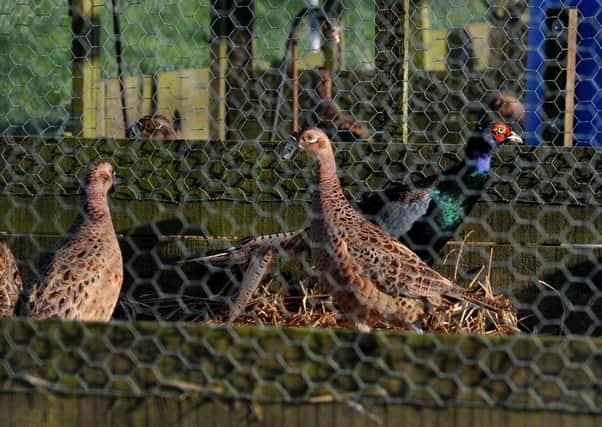 Photo Neil Cross
Hy-Fly Game Hatcheries, Tongues Lane, Pilling, where bird flu has been confirmed