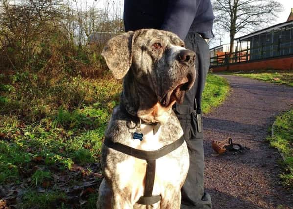 Charles ther mastiff cross is looking for a new home