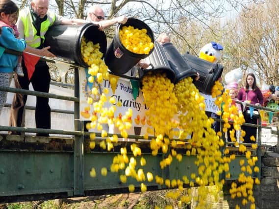 Mayor of South Ribble releases the ducks at the start of the Leyland Rotary Club, yellow duck race on the River Lostock, Western Drive, leyland