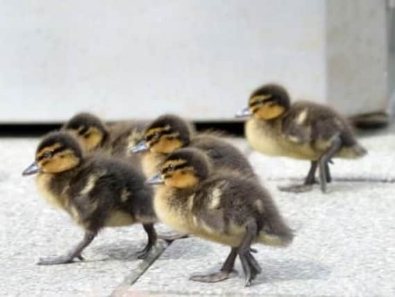 An earlier picture of ducks taken on the campus by Lancaster SU
PIC: Lancaster Uni SU