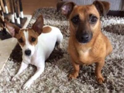 Luckily, Ruby and Hollie were unharmed in the incident.
PIC: Tracy Hollinshead