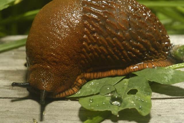 Spanish slug (Arion vulgaris) invasion in garden
