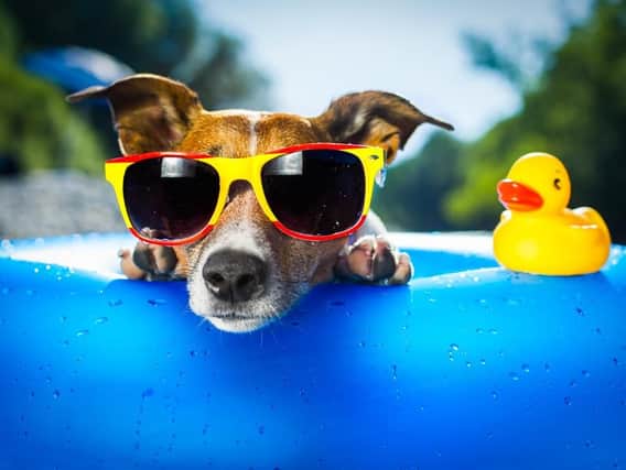 Here are some top tips for keeping your animals safe in the sun