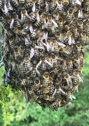 A swarm of bees in Worden Park, Leyland